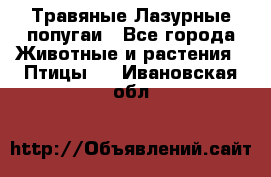 Травяные Лазурные попугаи - Все города Животные и растения » Птицы   . Ивановская обл.